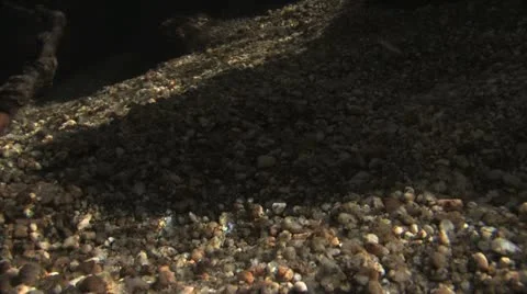 Under Water Fall Leaves Clear Mountain Streams Stock Footage 11266776