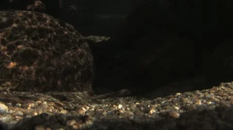 Under Water Fall Leaves Clear Mountain Streams Stock Footage 11267099
