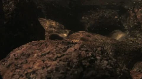 Under Water Fall Leaves Clear Mountain Streams Stock Footage 11267767