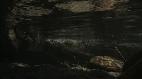Under Water Fall Leaves Clear Mountain Streams Stock Footage 11267894