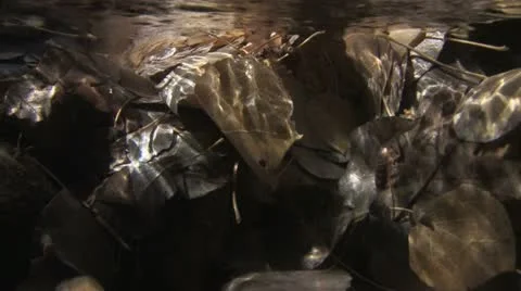 Under Water Fall Leaves Clear Mountain Streams Stock Footage 11267954