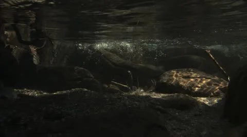 Under Water Fall Leaves Clear Mountain Streams Stock Footage 11268505