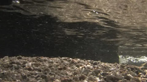 Under Water Fall Leaves Clear Mountain Streams Stock Footage 11268689
