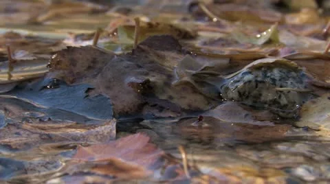 Under Water Fall Leaves Clear Mountain Streams Stock Footage 11268989