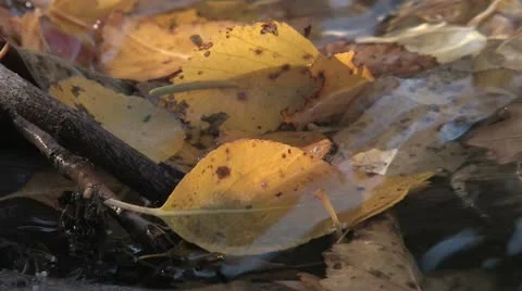 Under Water Fall Leaves Clear Mountain Streams Stock Footage 11269152