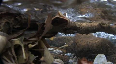 Under Water Fall Leaves Clear Mountain Streams Stock Footage 11269330