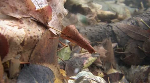 Under Water Fall Leaves Clear Mountain Streams Stock Footage 11269336