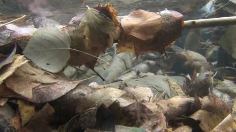 Under Water Fall Leaves Clear Mountain Streams Stock Footage 11269512