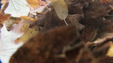 Under Water Fall Leaves Clear Mountain Streams Stock Footage 11269595
