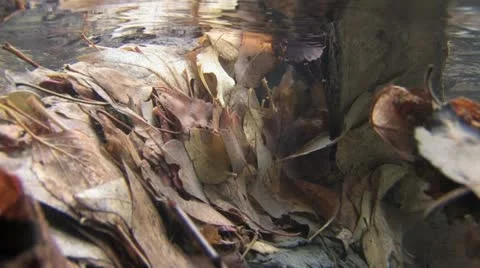 Under Water Fall Leaves Clear Mountain Streams Stock Footage 11269678