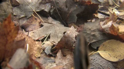 Under Water Fall Leaves Clear Mountain Streams Stock Footage 11269679