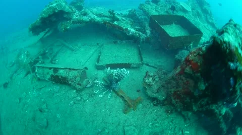 Under water fish Stock Footage 40731601