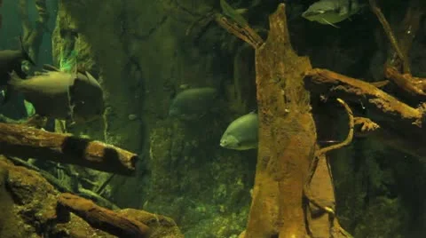 Under water Stock Footage 9688387