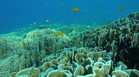 Under water Video stock 49297023