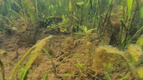 Under water Stock Footage 169050273