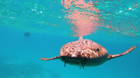 Under Water Stock Footage 180813562