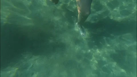 Under water Stock Footage 319944881