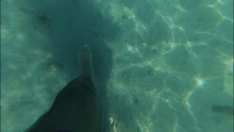 Under water Stock Footage 319945431