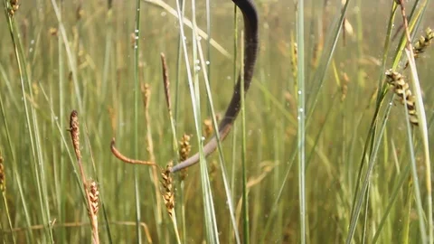 Under water footage of a leech Stock-Footage 105220965