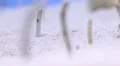 Under water fossorial garden eels sway in the water 1 HD Footage