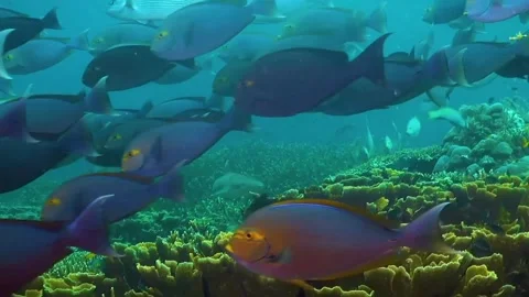 Under water in indonesia Stock Footage 231162648