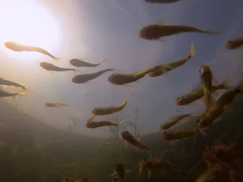Under water Life Stock Footage 155772326