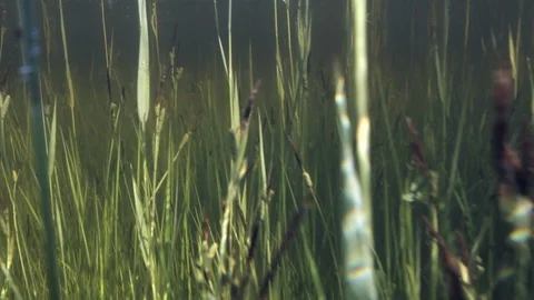 Under water movement through a flooded field Stock Footage 105220533