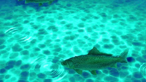Under water ocean sea loop animation Stock Footage 148010908