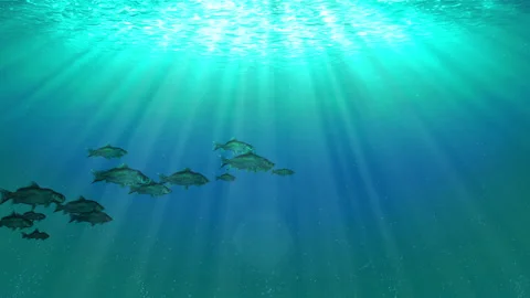 Under water ocean sea loop animation Stock Footage 148010910