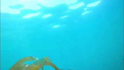 Under the water POV Stock Footage 175473728