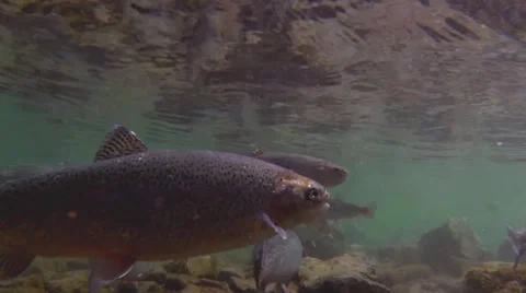 Under water Rainbow Trout jumping swimming and eating Stock Footage