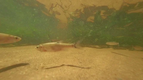 Under water in the river floats a small fish. Stock-Footage 93159178