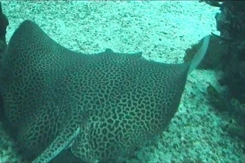 Under water scene Video stock 117172