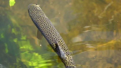 Under water shot of Brown trout swimming around a natural stream. The light Stock Footage