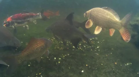 Under water shot of fish in pond 002 Stock Footage 44767968