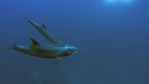 Under water shot of two Dolphins in open water, Pacific Ocean Stock Footage 167685023