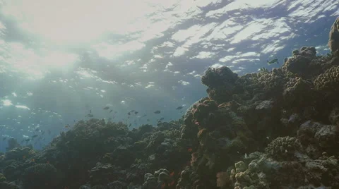 Under water slow motion shot of coral reef top in evening light, Red Sea Stock Footage