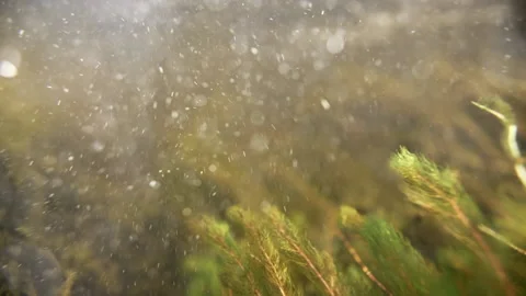 Under water stream with seagrass 動画素材 166145702