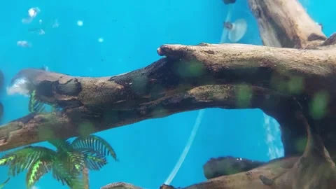 Under Water View Stock Footage 278738389