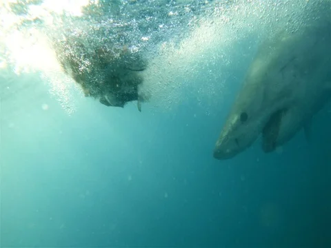 Under Water View of Great White Shark Chasing Some Bait Stock Footage