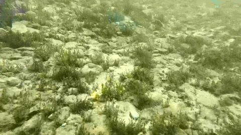 Under water view of Lake Huron Stock Footage 157947731