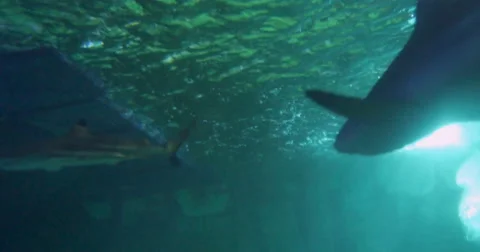 Under water view of sharks Stock Footage 67128018
