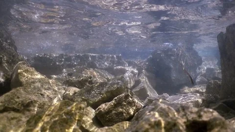 Under water view in a tropical beach. Stock Footage 80849375