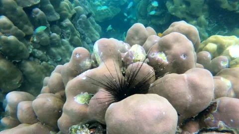 Under water world Stock Footage 199041699