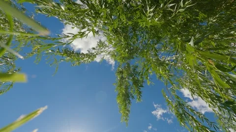 Under a weeping willow and look at the blue sky Stock Footage 244599460