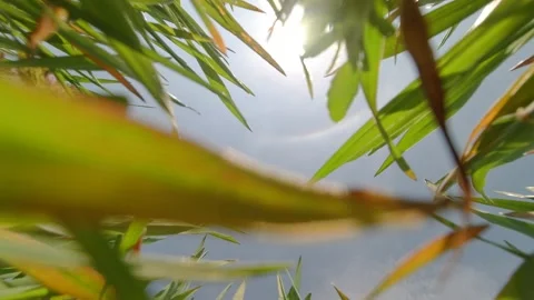 Under wheat plats in the field 4K video Vídeos de archivo 153928410