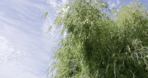 Under the Willow branch Stock Footage 132370639