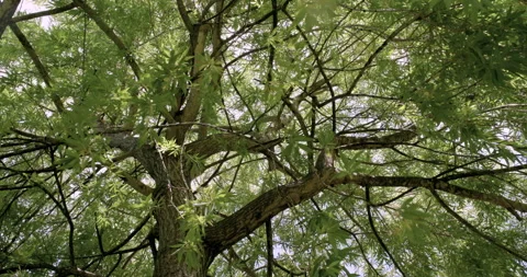 Under the Willow tree Stock Footage 132370737