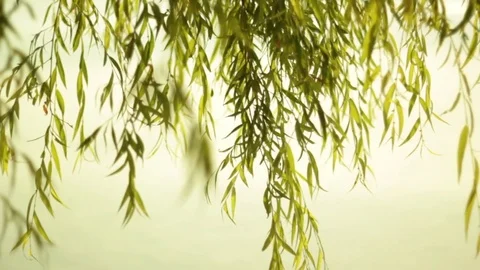 Under the willow tree shade by the lake Ohrid, Macedonia Stock Footage 84916991