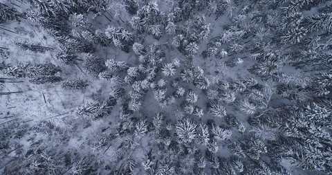 Under winter forest 2 動画素材 101921821